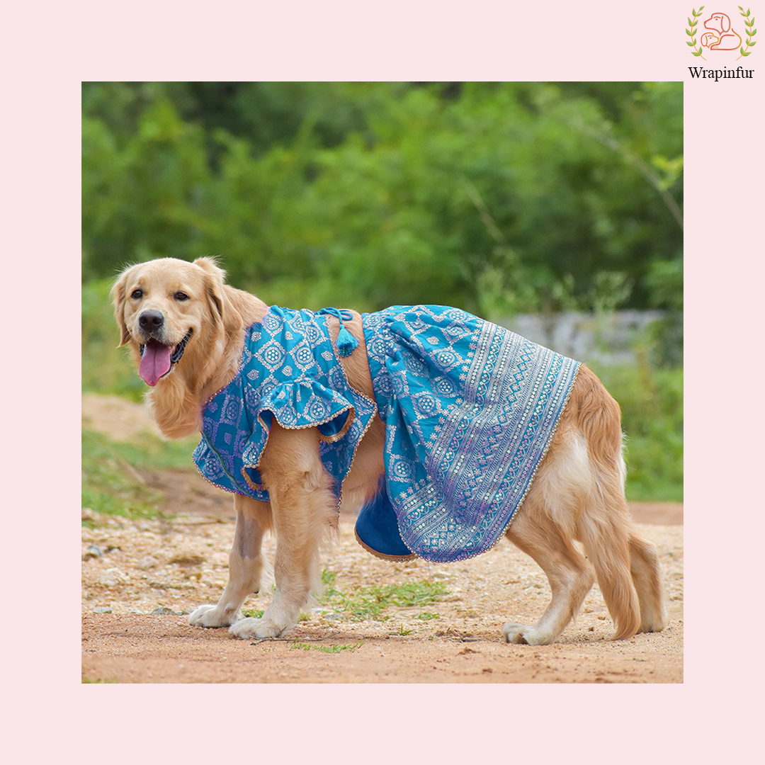 Sky Blue Mastani Dog Lehenga Choli