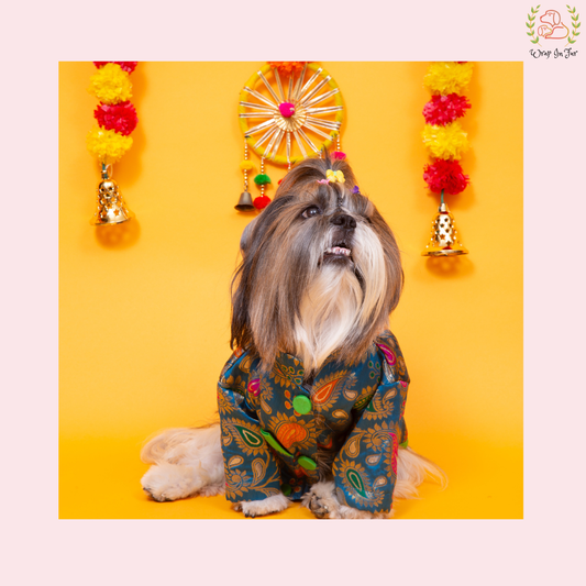 Blue Patakha Dog Sherwani