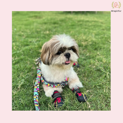 Black Multicolor Harness with Collar Leash Set