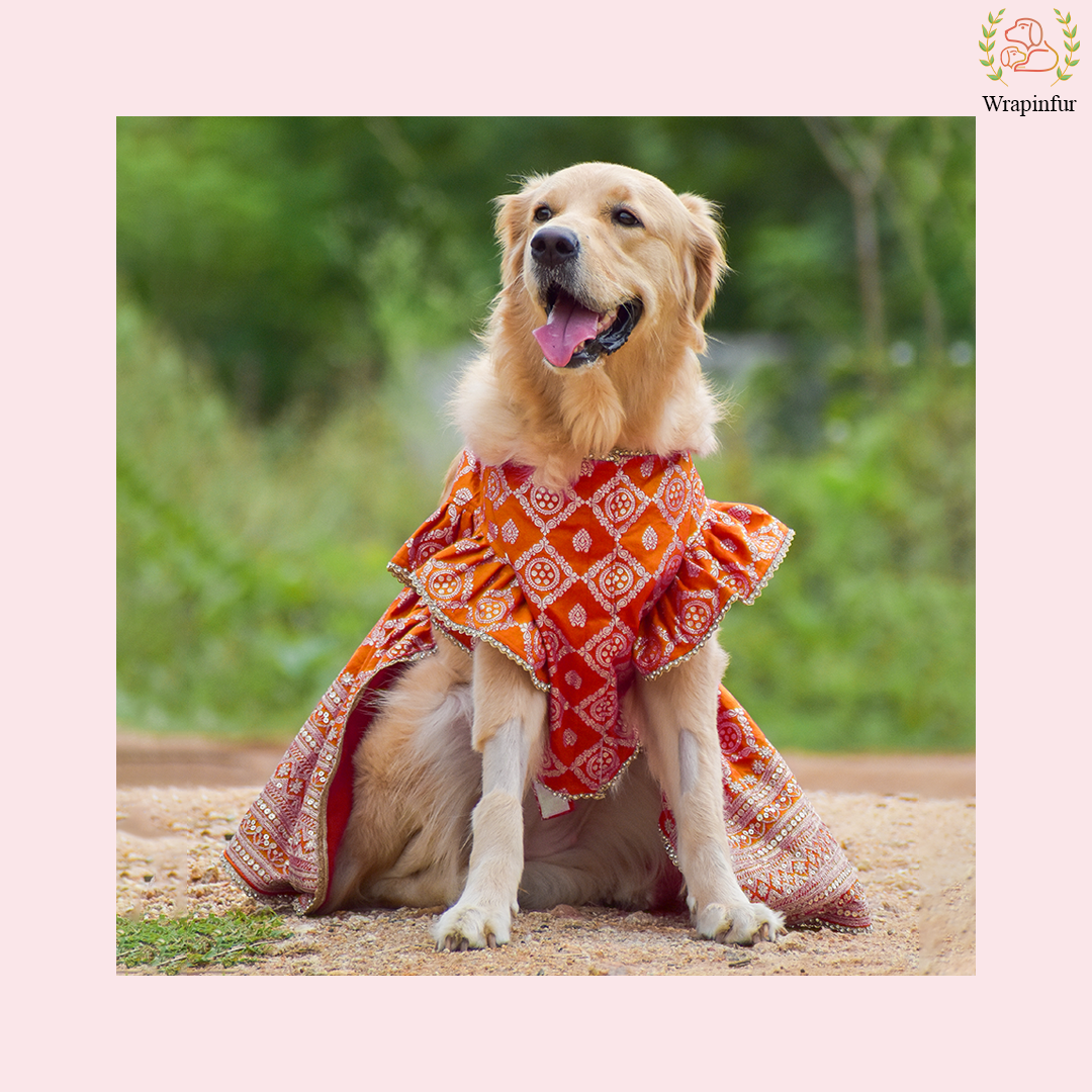 Orange Mastani Dog Lehenga Choli