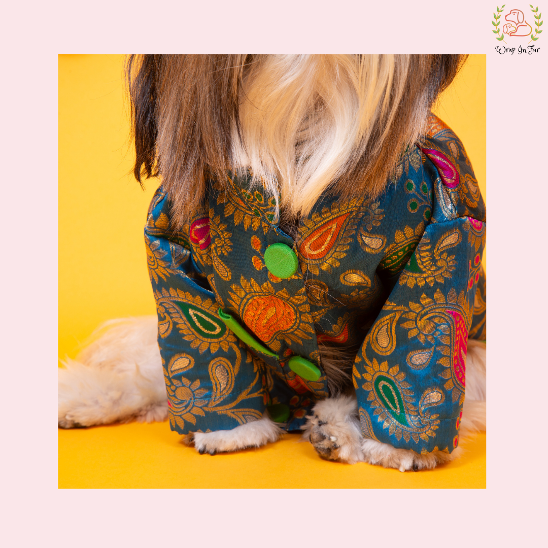 Blue Patakha Dog Sherwani