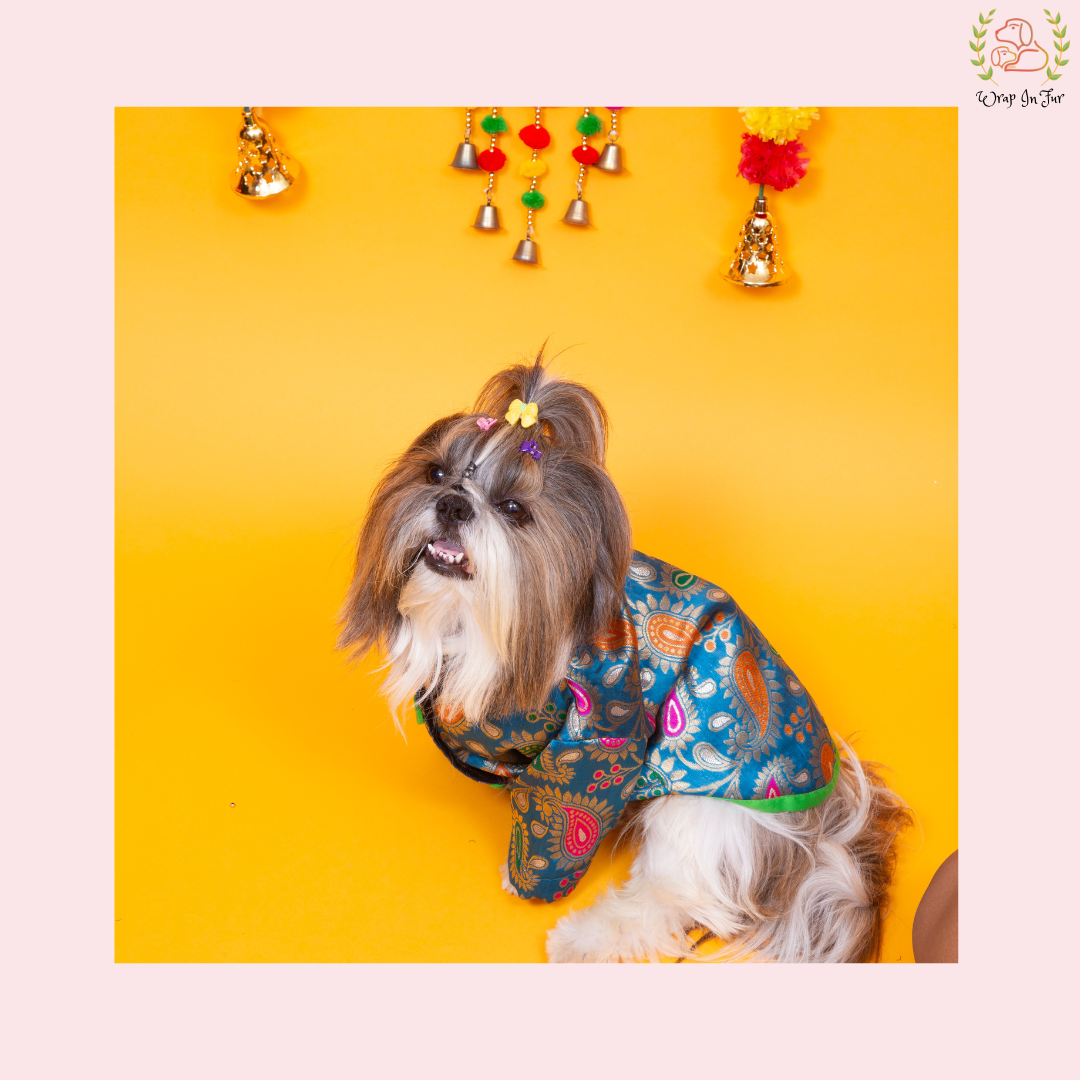 Blue Patakha Dog Sherwani