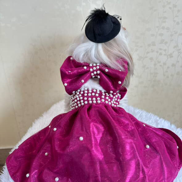 Dog wearing a pink dress with pearl details on a white background