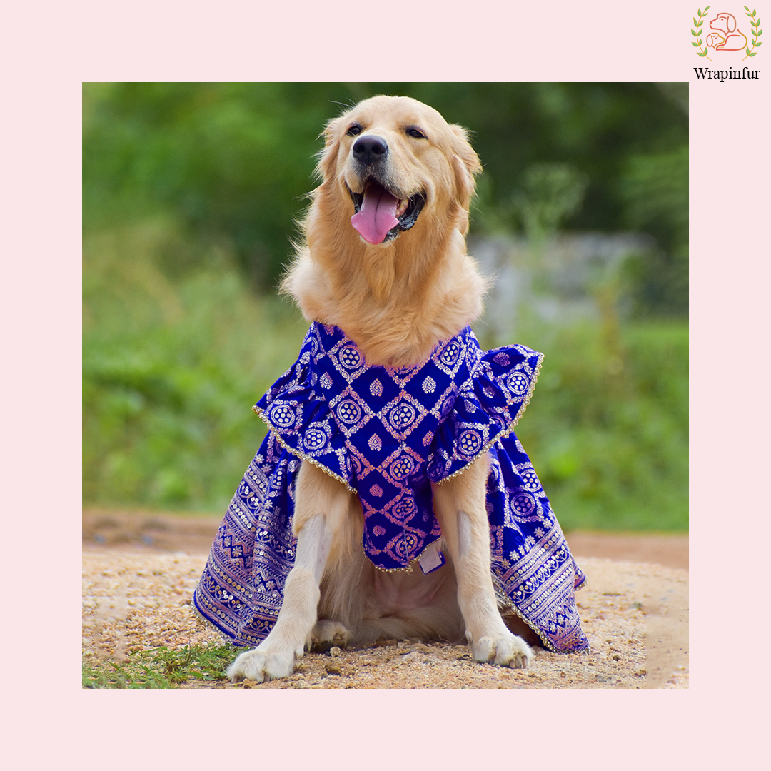 Blue Mastani Dog Lehenga Choli