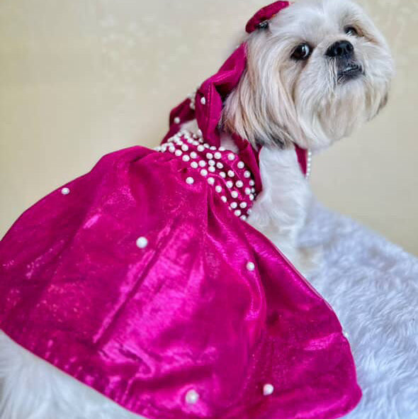 Small dog wearing a pink dress with white polka dots on a light background