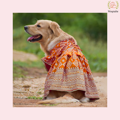 Orange Mastani Dog Lehenga Choli