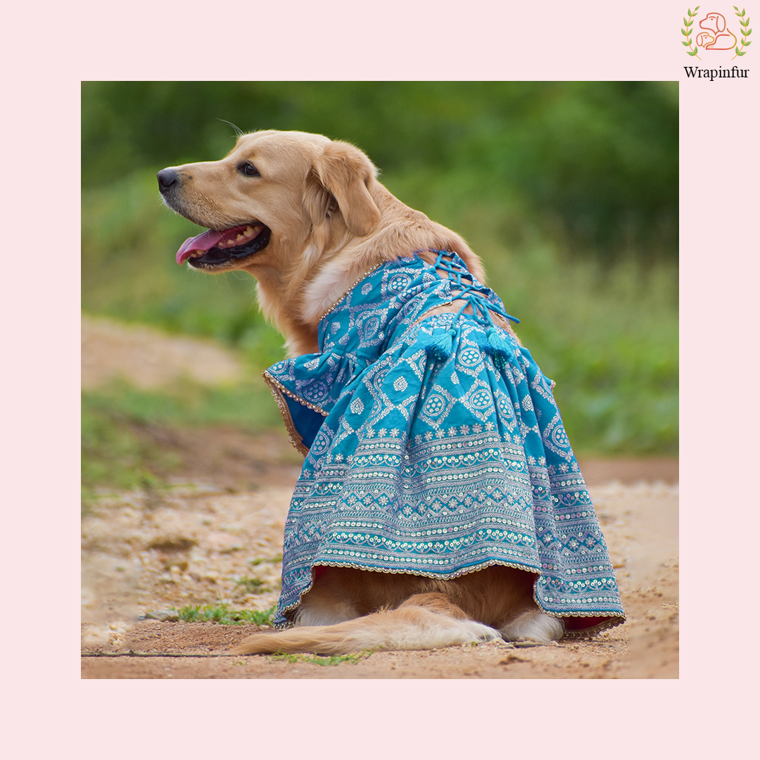 Sky Blue Mastani Dog Lehenga Choli