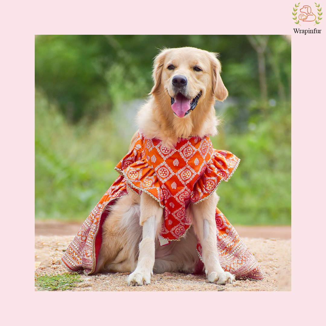 Orange Mastani Dog Lehenga Choli