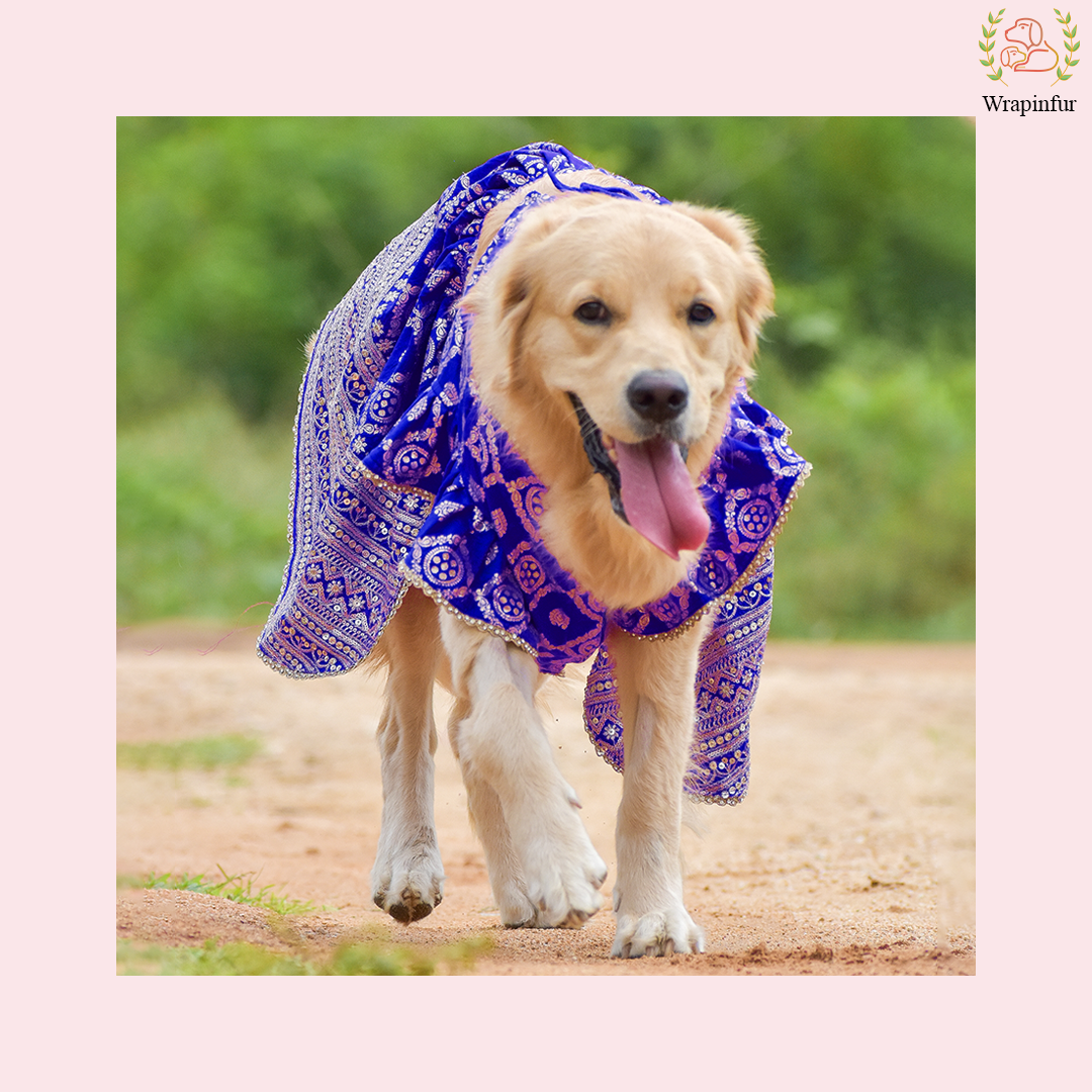 Blue Mastani Dog Lehenga Choli