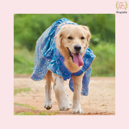 Sky Blue Mastani Dog Lehenga Choli