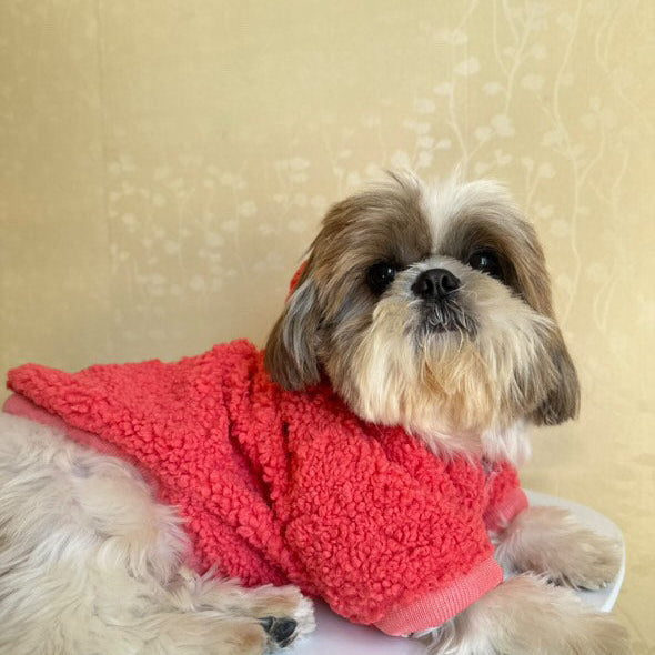 Small dog wearing a red sweater sitting on a white surface with a beige wall background