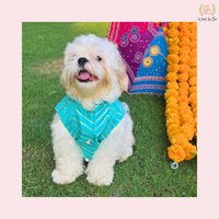 Aqua Golden Dog Sherwani
