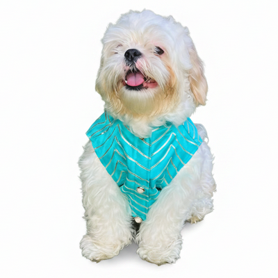 Aqua Golden Dog Sherwani