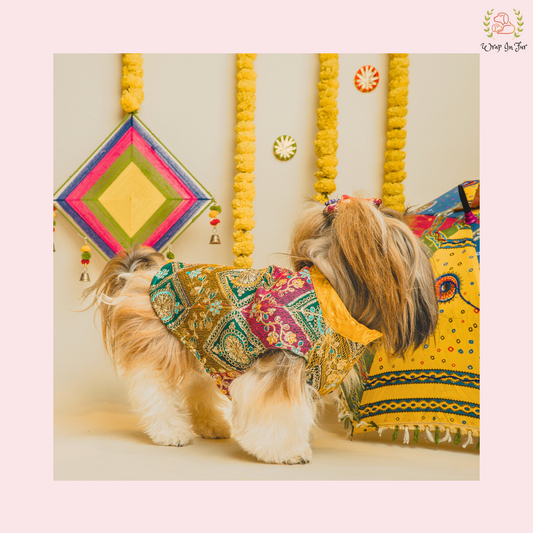 Dog sherwani