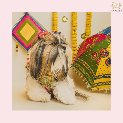 sherwani for dogs