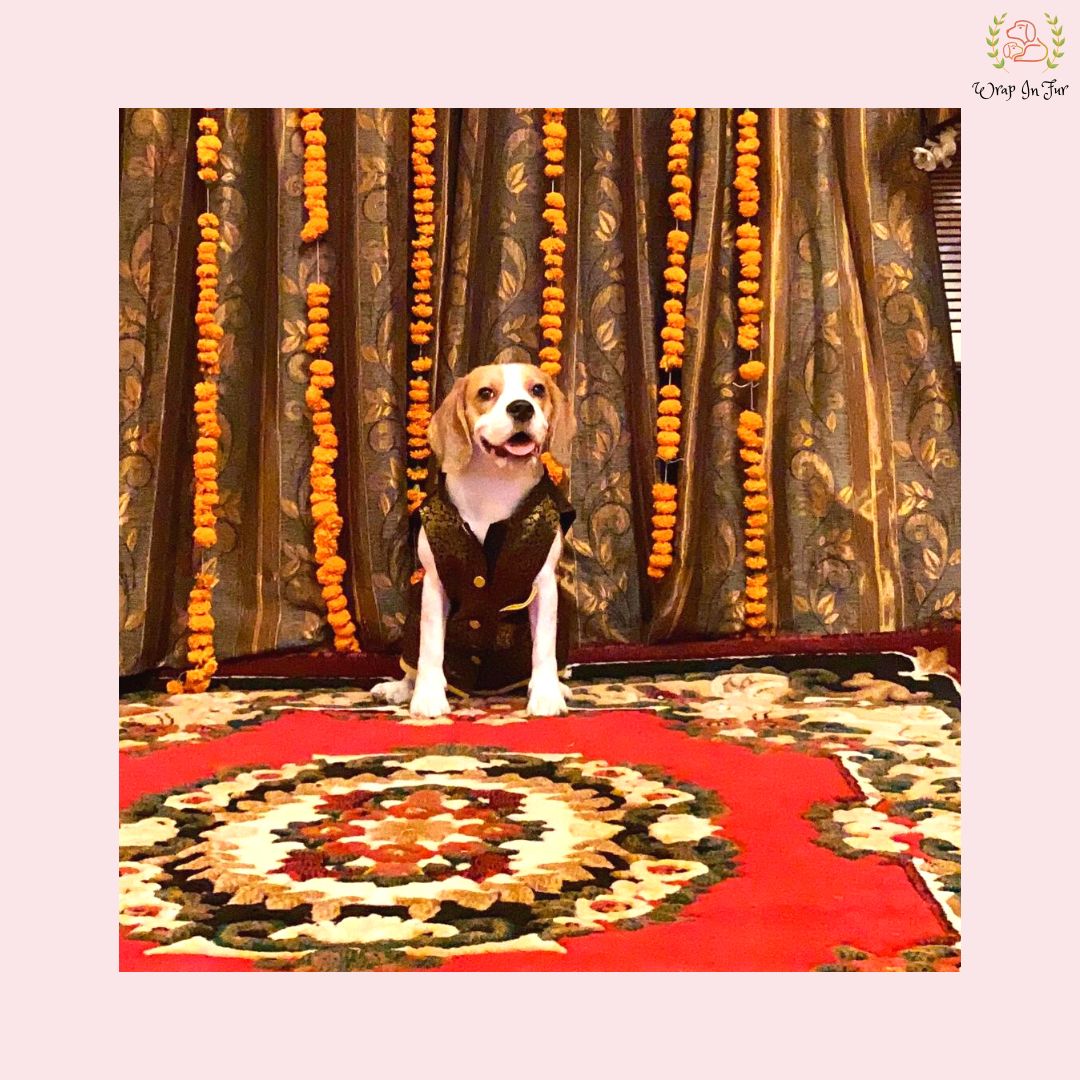 beagle dog sherwani
