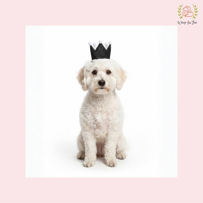 Black Birthday Crown for Dogs – Party Hat & Celebration Accessory