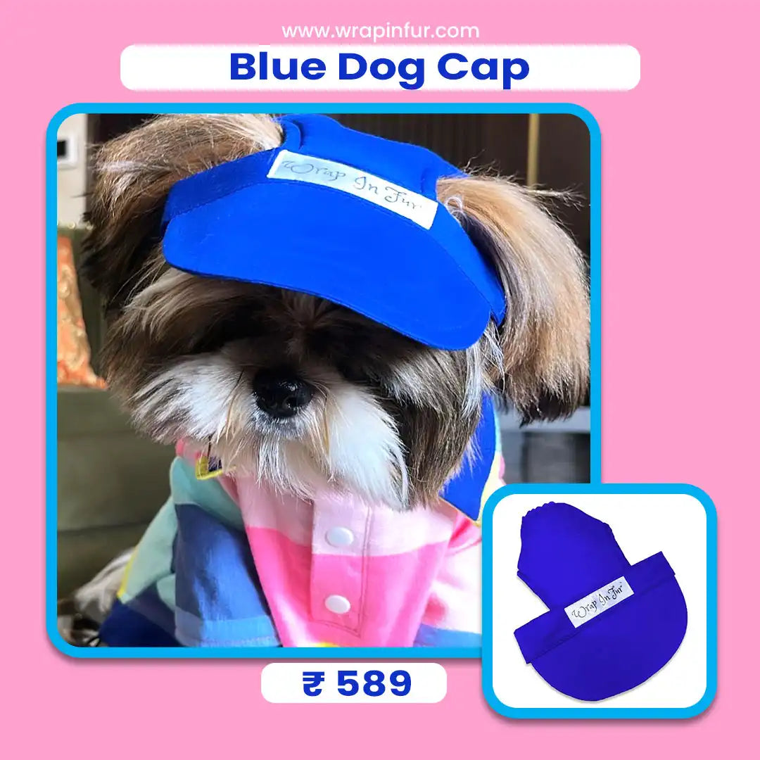 stylish blue cap for dog
