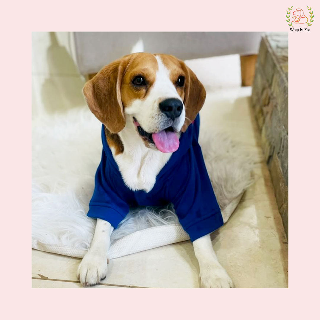 Blue Bunny Ear Dog Hoodie – Warm & Adorable Wear