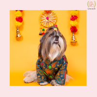 Blue Patakha Dog Sherwani