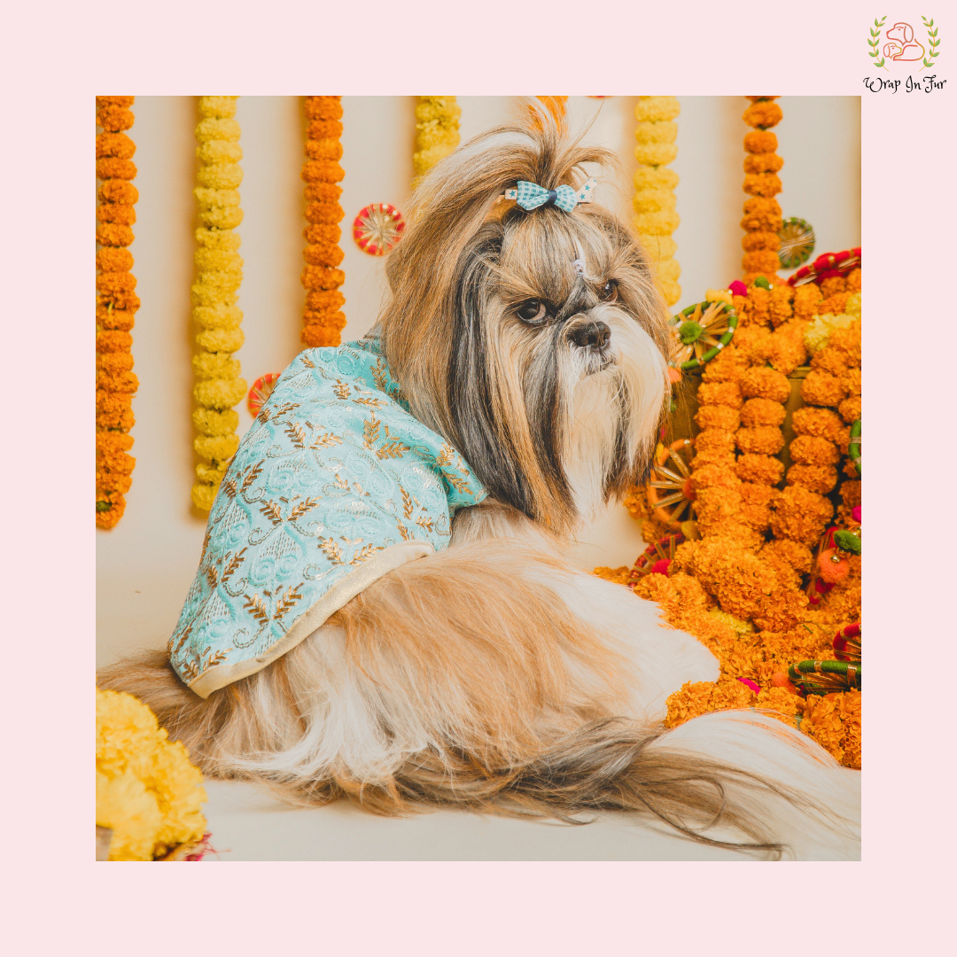 dog sherwani online