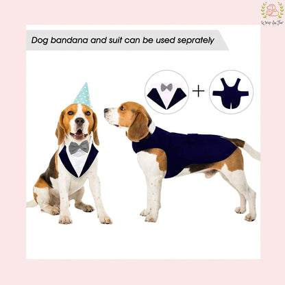 Blue cape beagle dog suit for birthday