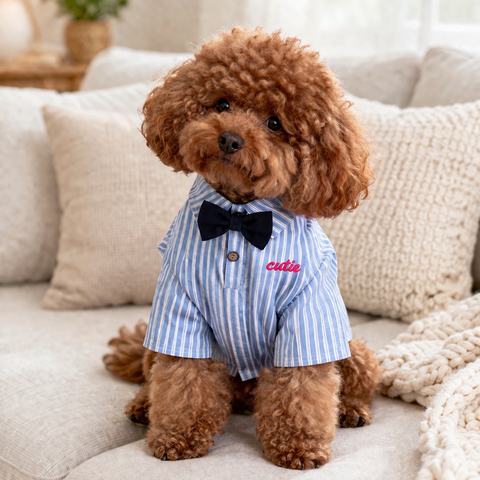 Dapper cutie shirt