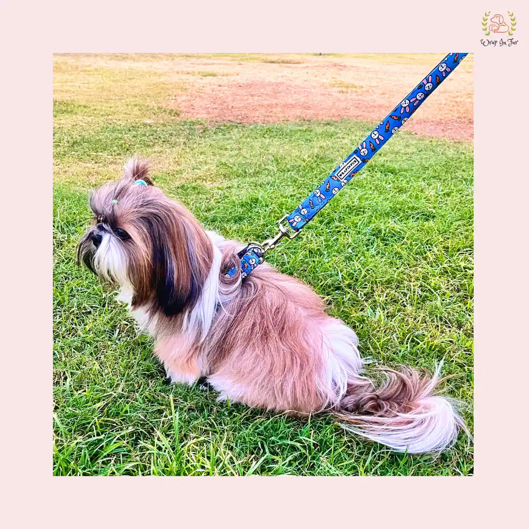 Bunny Carrot Harness with Leash