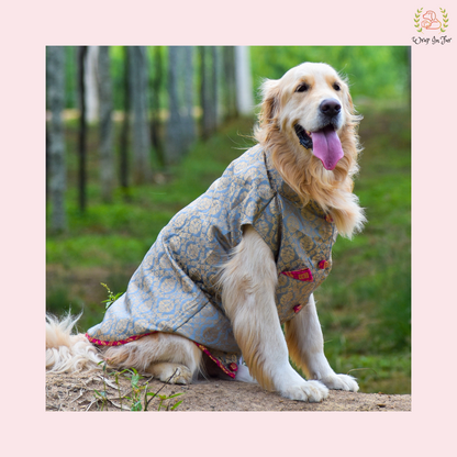 Buy Grey Dog Sherwani