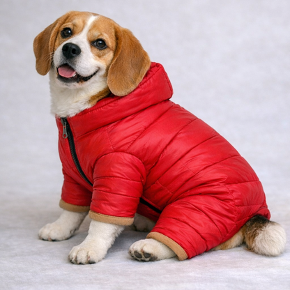 Dog wearing a red puffer coat on a light gray background