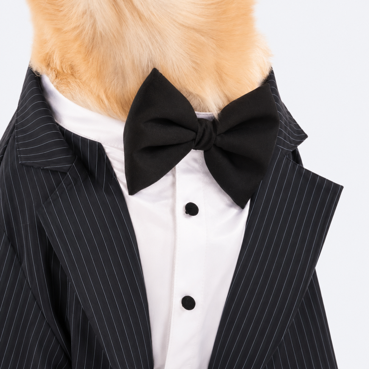 Classic Black Stripe Dog Tuxedo