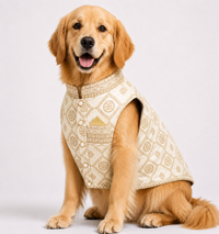 Classic Off White Embroidered Dog Sherwani