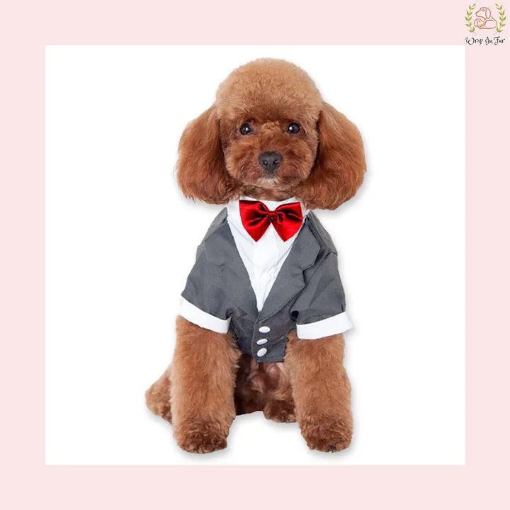 Classic Grey Dog Tuxedo Jacket Suit - Formal Wedding Attire