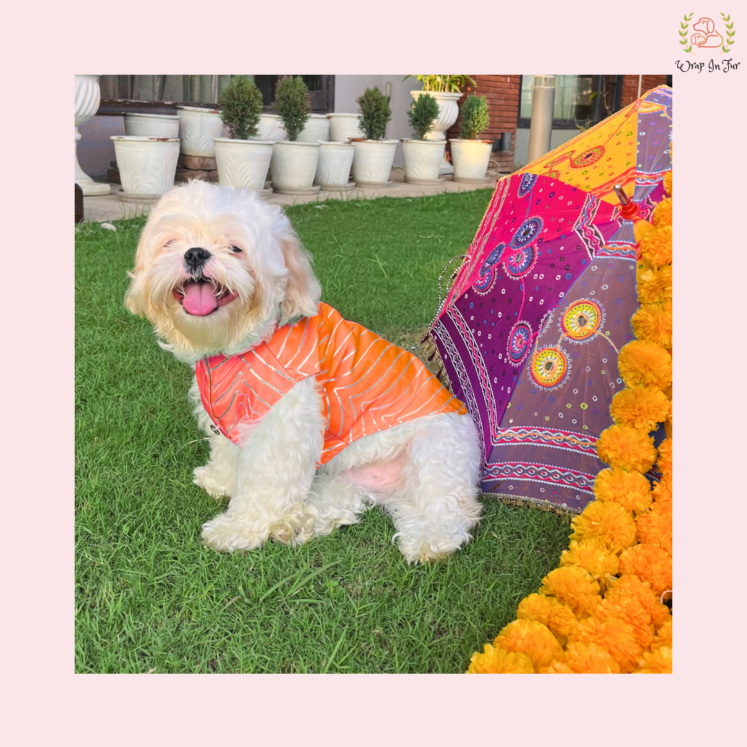 Coral Golden Sherwani