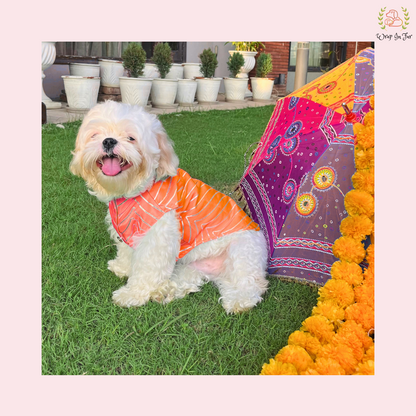Coral Golden Sherwani