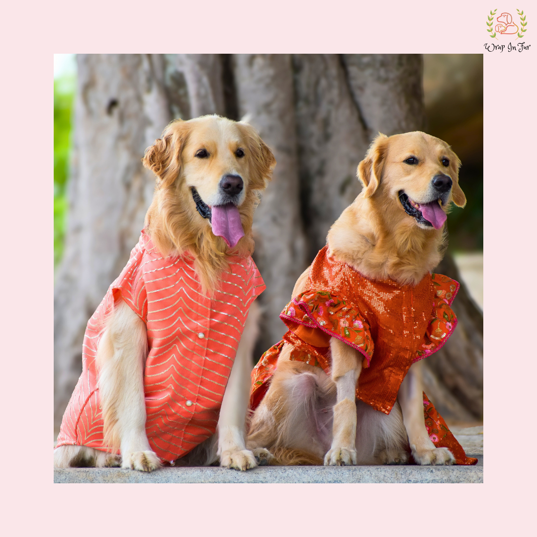 Coral Golden Sherwani