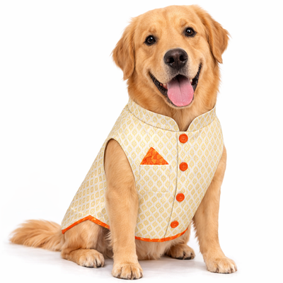 Cream Orange Dog Sherwani