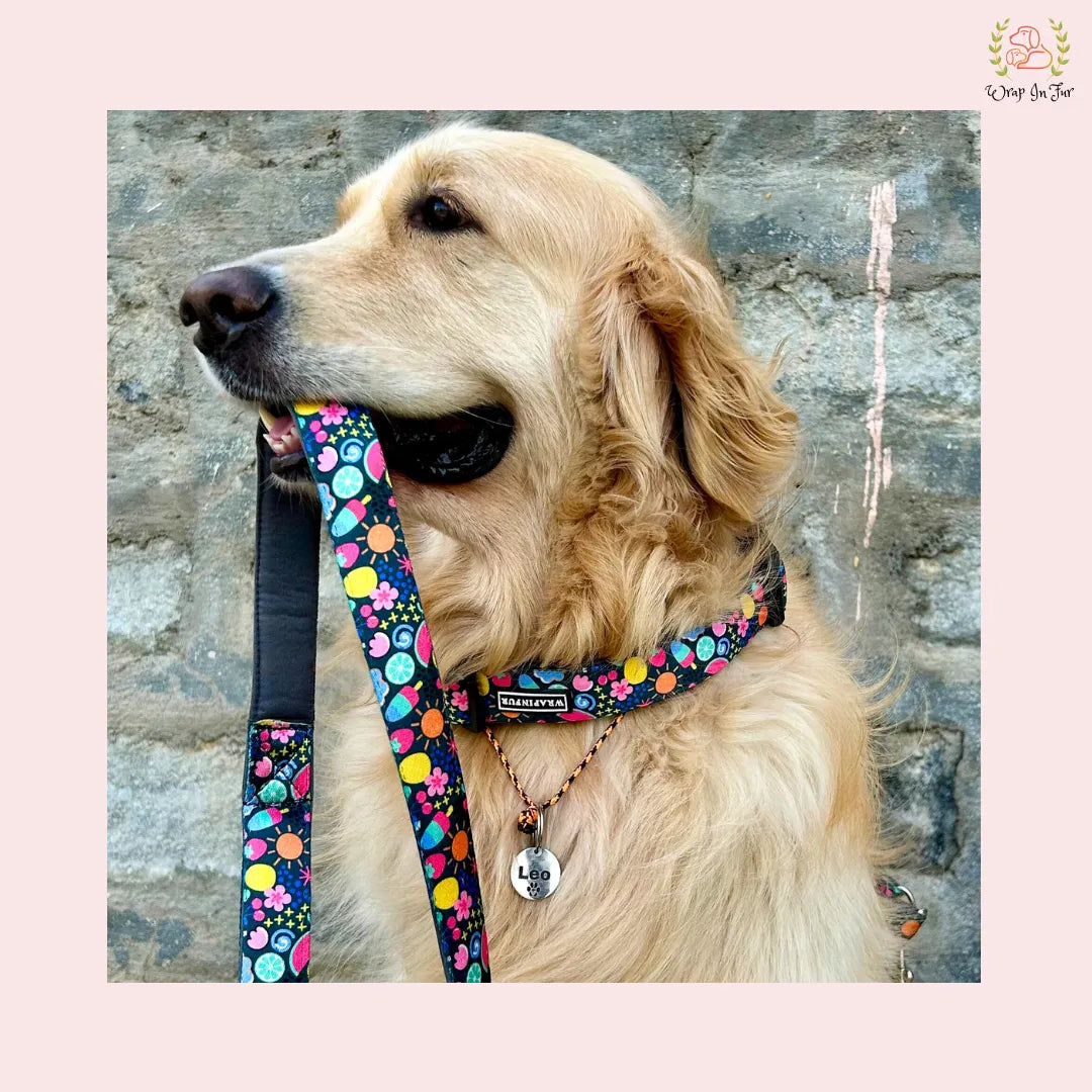 buy dog collar with leash for golden retriever