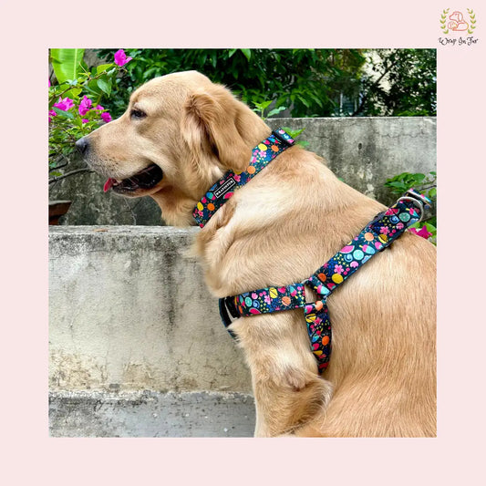 Cute Dog Harness leash & Collar set