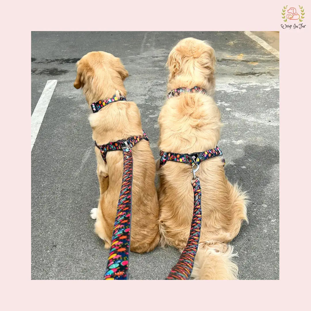 Buy Cute Dog Harness leash with Collar set