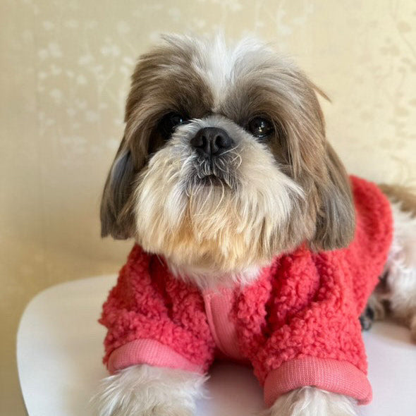 Small dog wearing a red sweater sitting on a white surface with a light yellow background