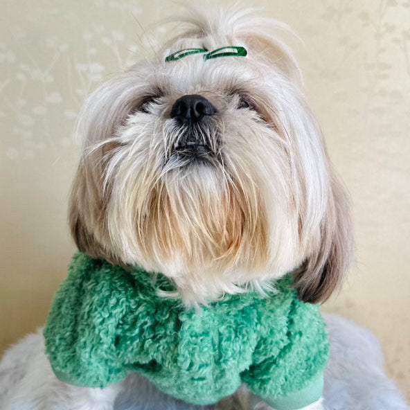 Small dog wearing a green sweater on a light background