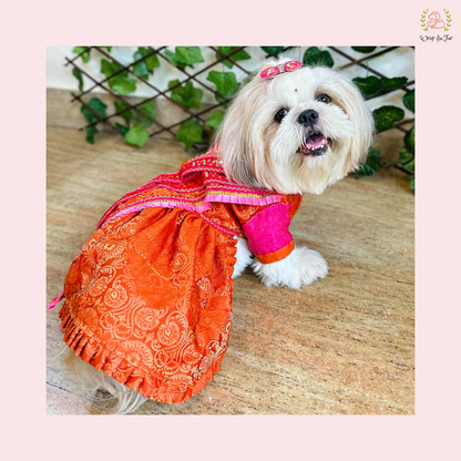 Orange pink Saree