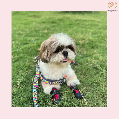 Dog Harness with Collar 