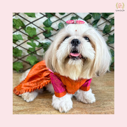 Orange pink Saree