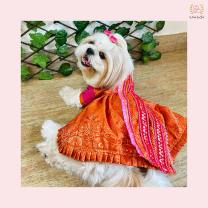 Orange pink Saree