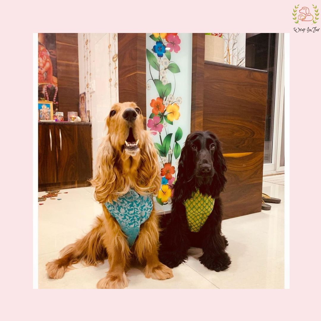 Green festive sherwani for big dog