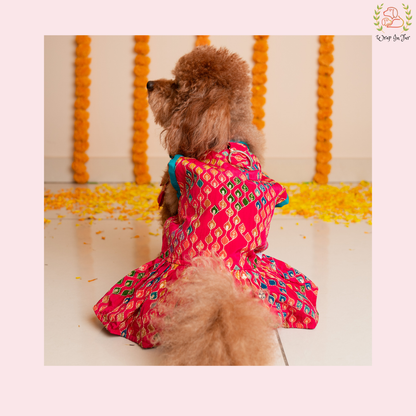 Dog wearing a colorful indian outfit for wedding