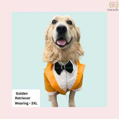 Glamorous Gold Sequin Dog Tuxedo Jacket - Festive Formal Suit 