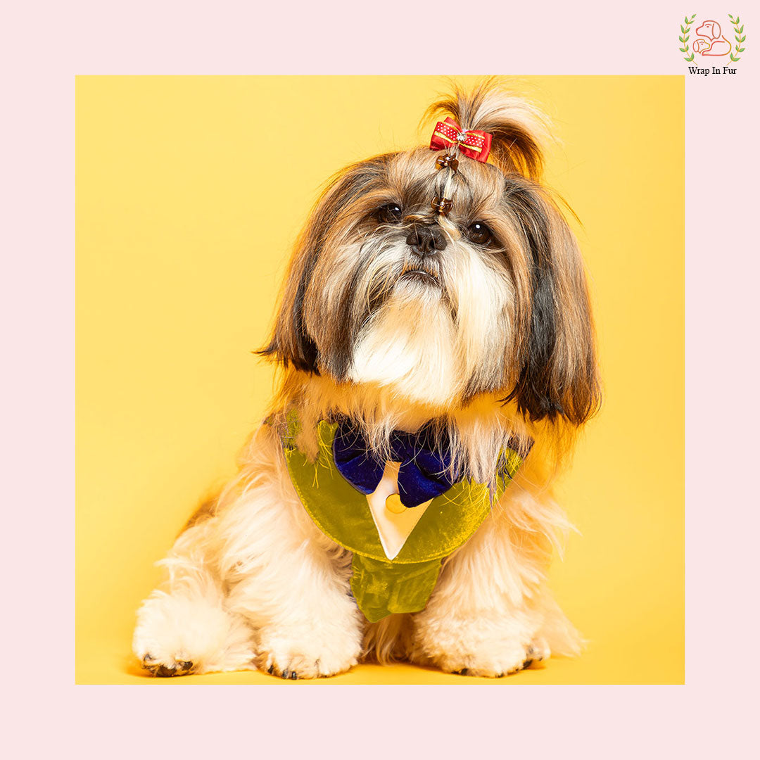 Golden Yellow Velvet Dog Tuxedo Vest - Festive Wedding Suit